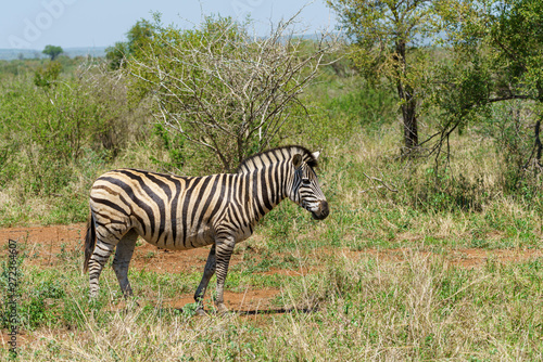 Zebra  Equus quagga 