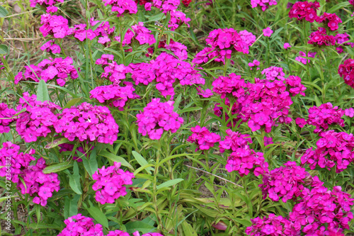 Phlox paniculata. Pink flowers in the garden for background