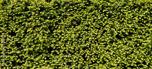 Green Yew or Taxus baccata texture photo
