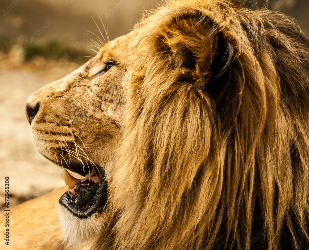 Naklejka premium Samiec lwa w zoo schönbrunn w Wiedniu