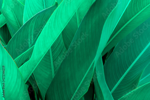 Tropical green leaf texture, Green leaves background nature dark green backdrop, Concept nature and plant tropical