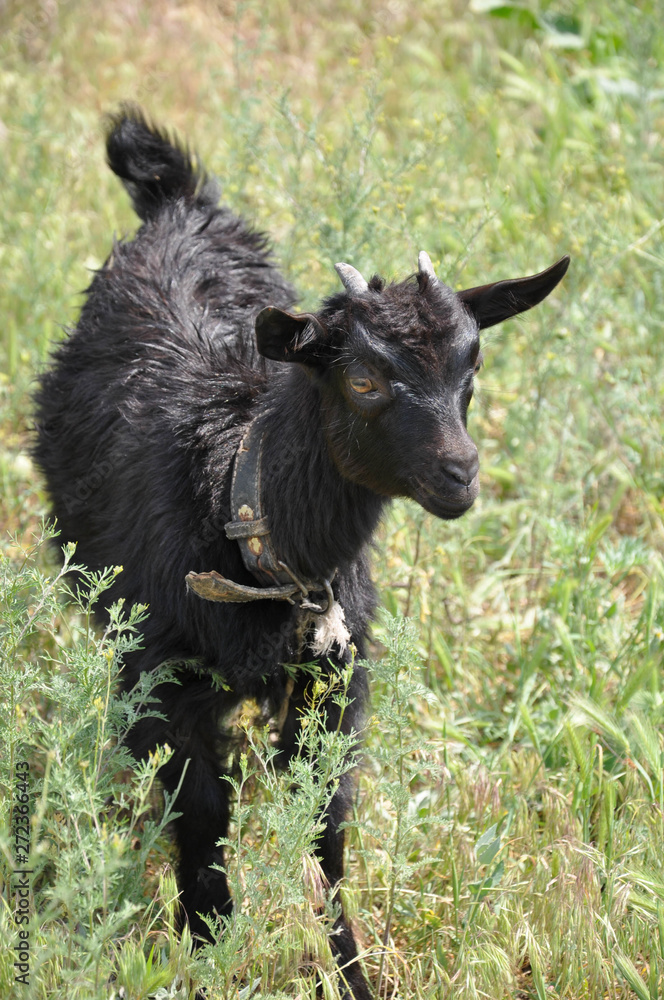 Black fluffy baby goat is looking forward and standing in high wild grass. Rural scene in Ukraine countryside. Domestic farm baby animal. Kid goat with small horns
