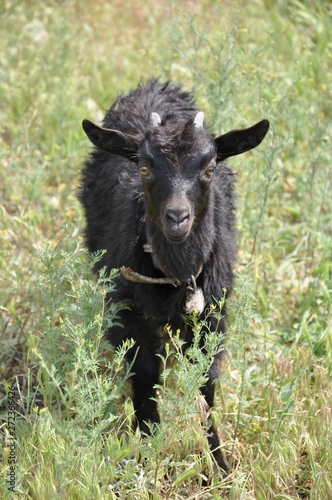 Cute kid goat at the meadow in summer. Black fluffy baby goat is looking straight while standing in high wild grass. Rural scene in Ukraine countryside. Cattle farm baby animal 
