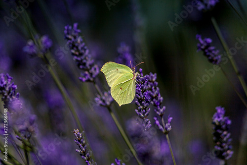 Tableau sur toile The common name lavender has been incorporated into the Italian language by th