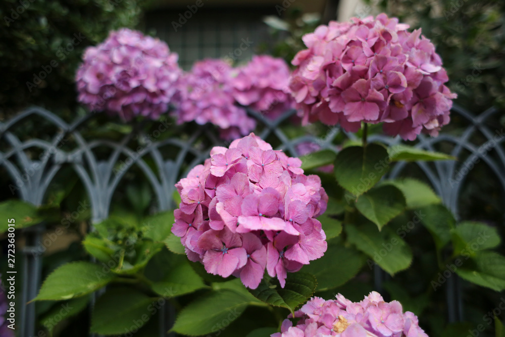 紫陽花 紫 紫陽花 紫