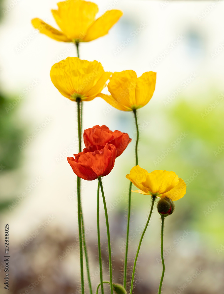 Obraz premium Poppy flowers in the sun.