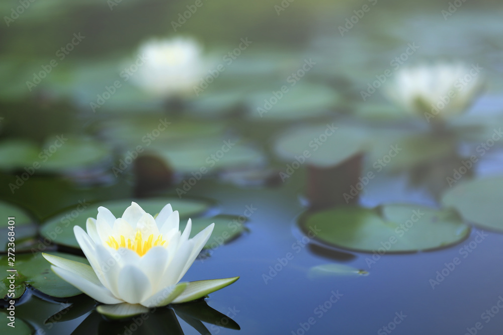 White lotus flower and pads in the pool