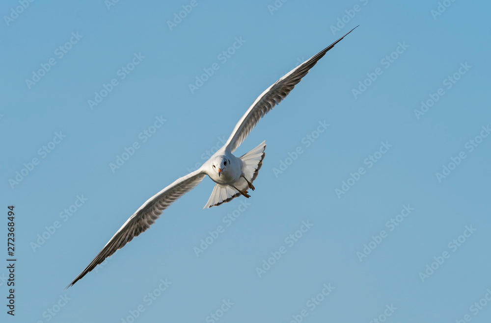 Sea Gull Flying on blue sky Sea Gull Flying on blue sky