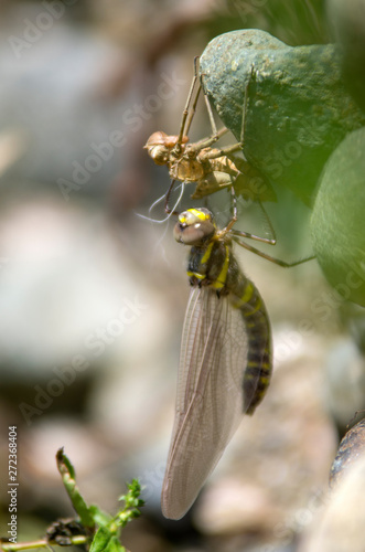 コヤマトンボ　羽化