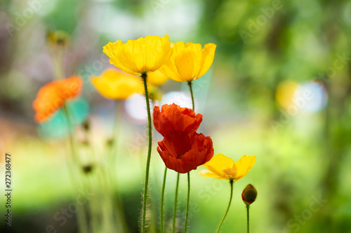 Poppy flowers in the sun.