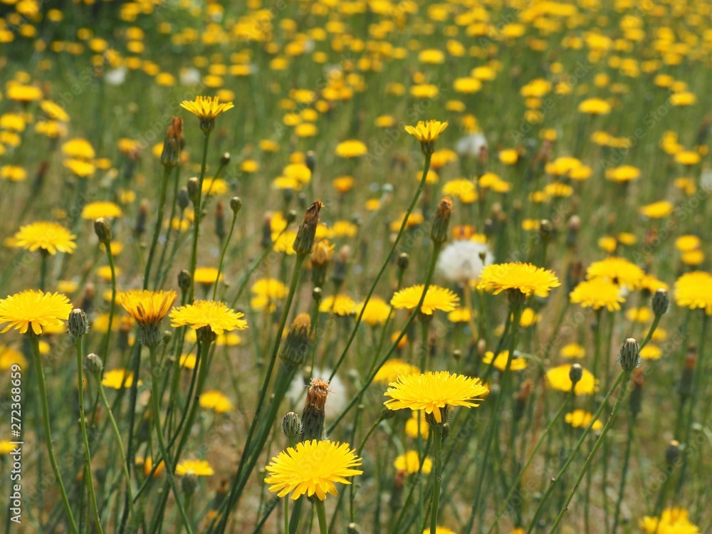 春の野原に咲く黄色いタンポポの花