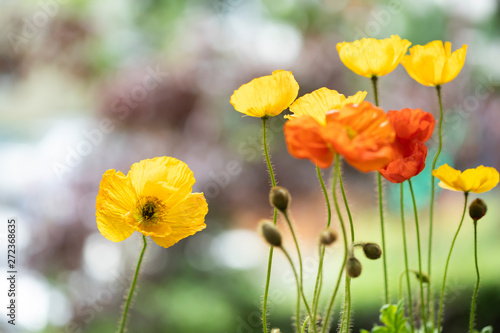 Poppy flowers in the sun.