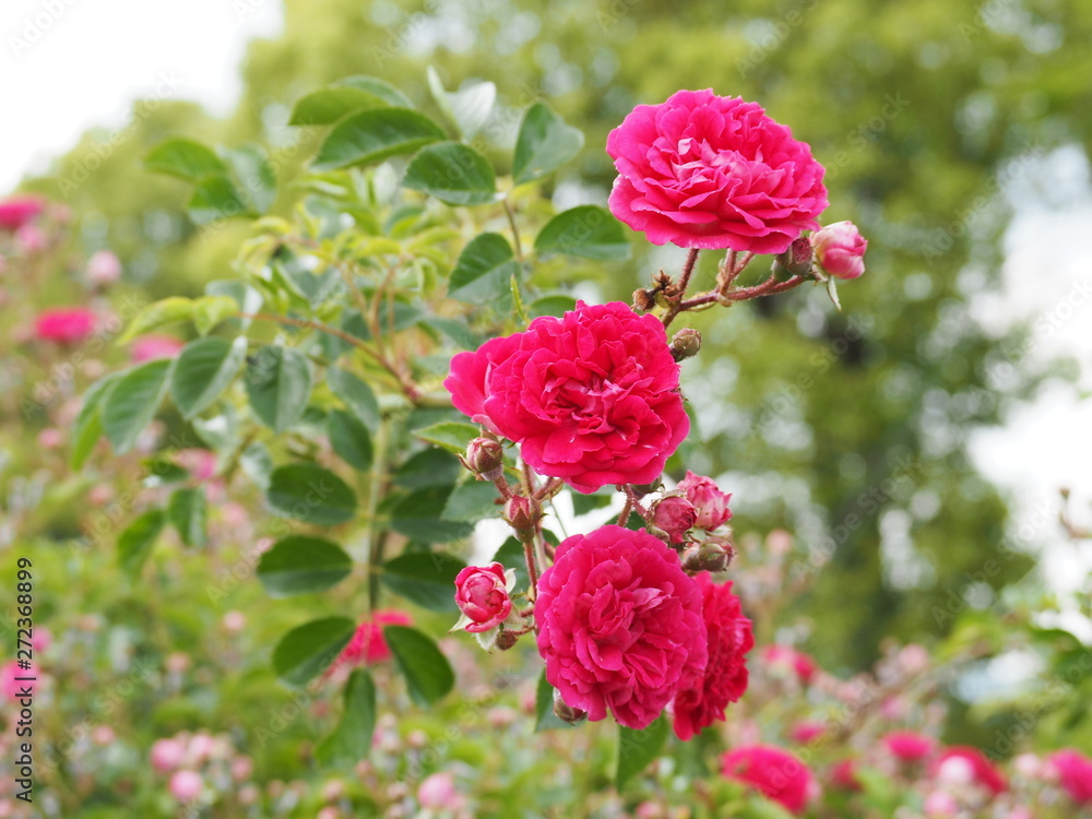 満開のツルバラ「キングローズ」のピンクの花