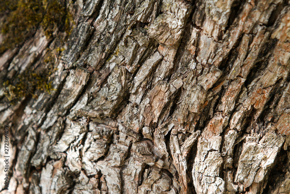 Countryside tree texture view of moss growing on old tree with amazing facture. Countryside tree texture view of moss growing on old tree with amazing facture.