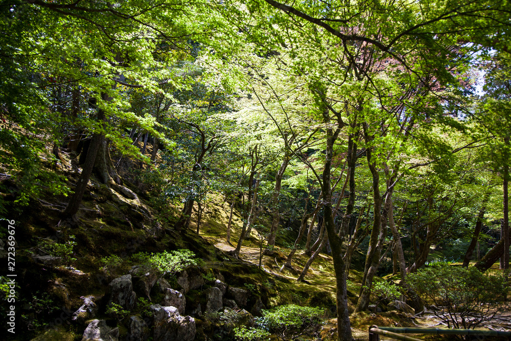 Obraz premium 自然 庭園