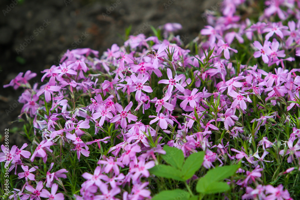 Beautiful outdoor garden view of lovely blooming flowers.