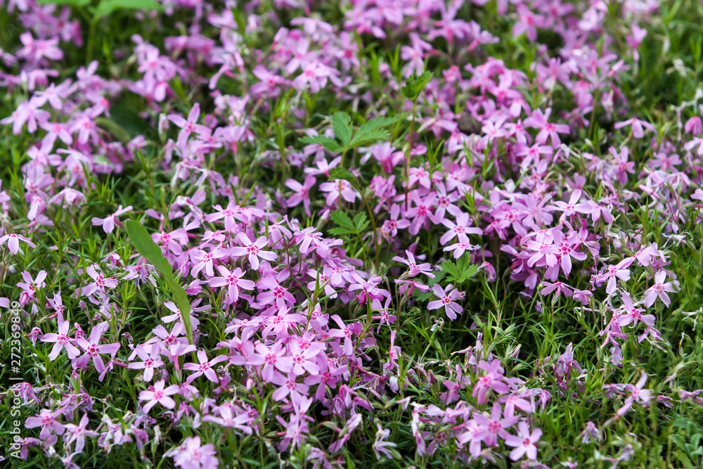 Beautiful outdoor garden view of lovely blooming flowers.