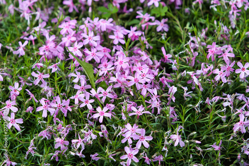 Beautiful outdoor garden view of lovely blooming flowers.