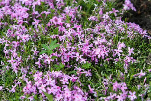 Beautiful outdoor garden view of lovely blooming flowers.