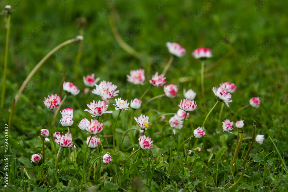 Beautiful countryside park outdoor home view of small white flowers blooming in a hot and cloudy summer day. Beautiful countryside park outdoor home view of small white flowers blooming in a hot and cloudy summer day.