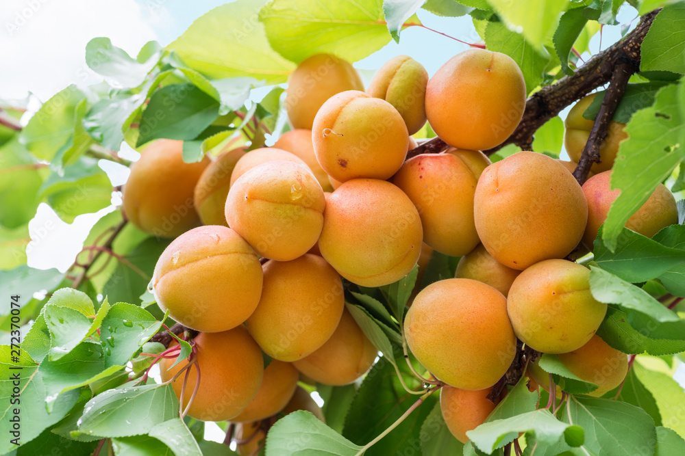 Ripe apricots on the orchard tree in the garden. Ripe apricots on the orchard tree in the garden.