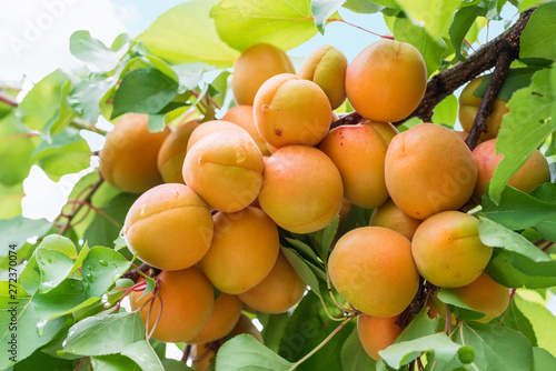 Ripe apricots on the orchard tree in the garden.