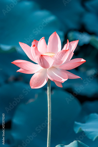 Fototapeta Naklejka Na Ścianę i Meble -  beautiful pink lotus flower plants