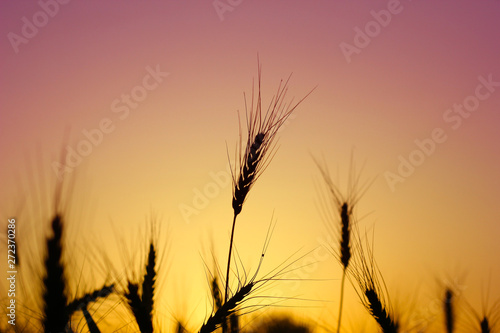 indian agriculture  wheat field
