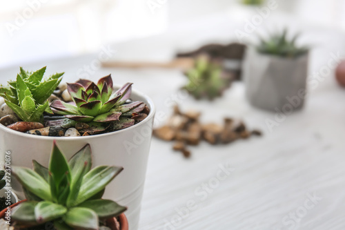 Pot with succulents on white table, closeup