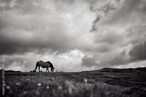 Fototapeta Naklejka Na Ścianę i Meble -  Horse grazing in the mountain