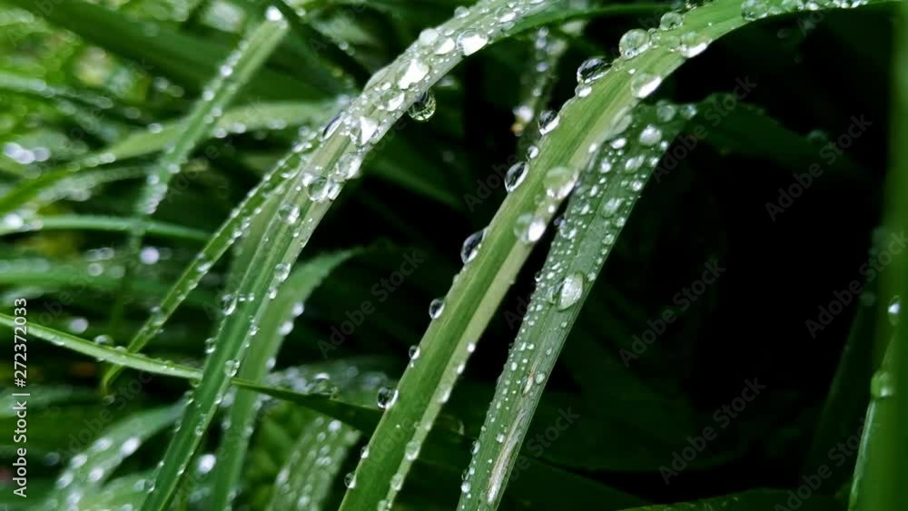 Extreme close up of goutweed leaves with large rain drops left after a storm Extreme close up of goutweed leaves with large rain drops left after a storm