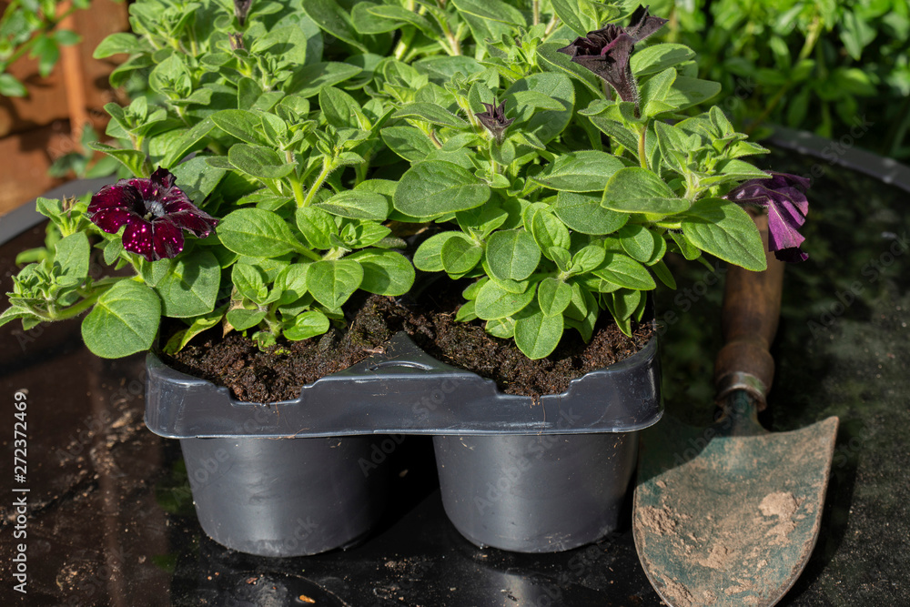 Petunia young plants, lightning sky variety, in plastic tray pot with a trowel, on a glass top patio table Petunia young plants, lightning sky variety, in plastic tray pot with a trowel, on a glass top patio table