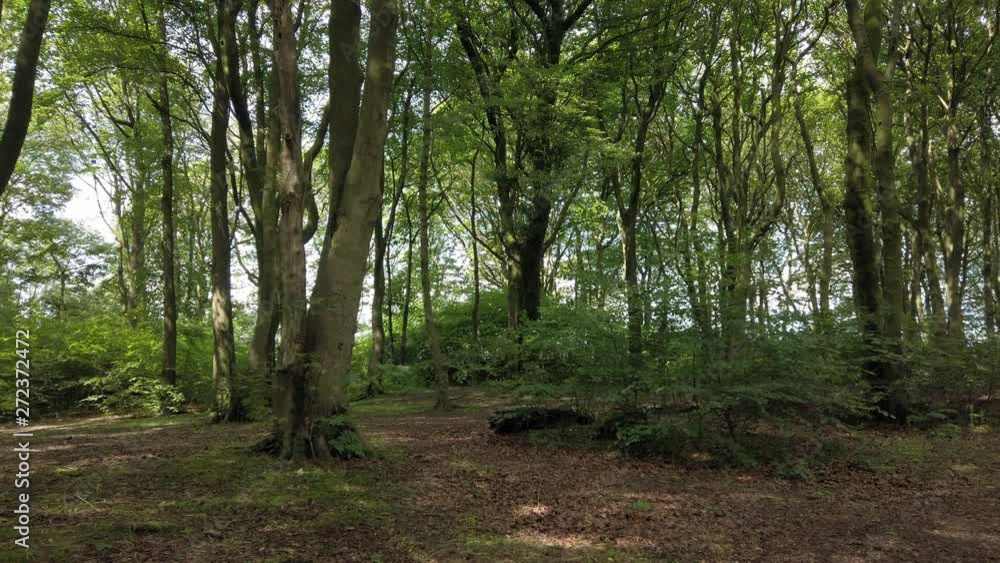 Slow moving through woodland forest greenery. Light breaking through tree canopy deep, lush foliage along peaceful trail. Slow moving through woodland forest greenery. Light breaking through tree canopy deep, lush foliage along peaceful trail.