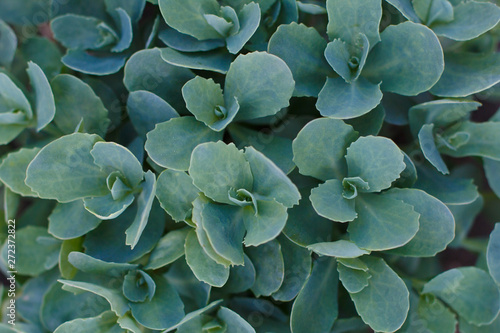 Sedum hardy succulent ground cover perennial green plant with thick succulent leaves and fleshy stems planted .