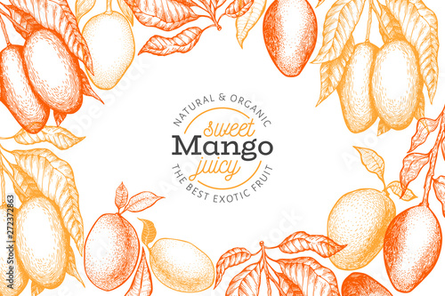 Mango design template. Hand drawn vector tropic fruit illustration. Engraved style fruit. Vintage exotic food banner.