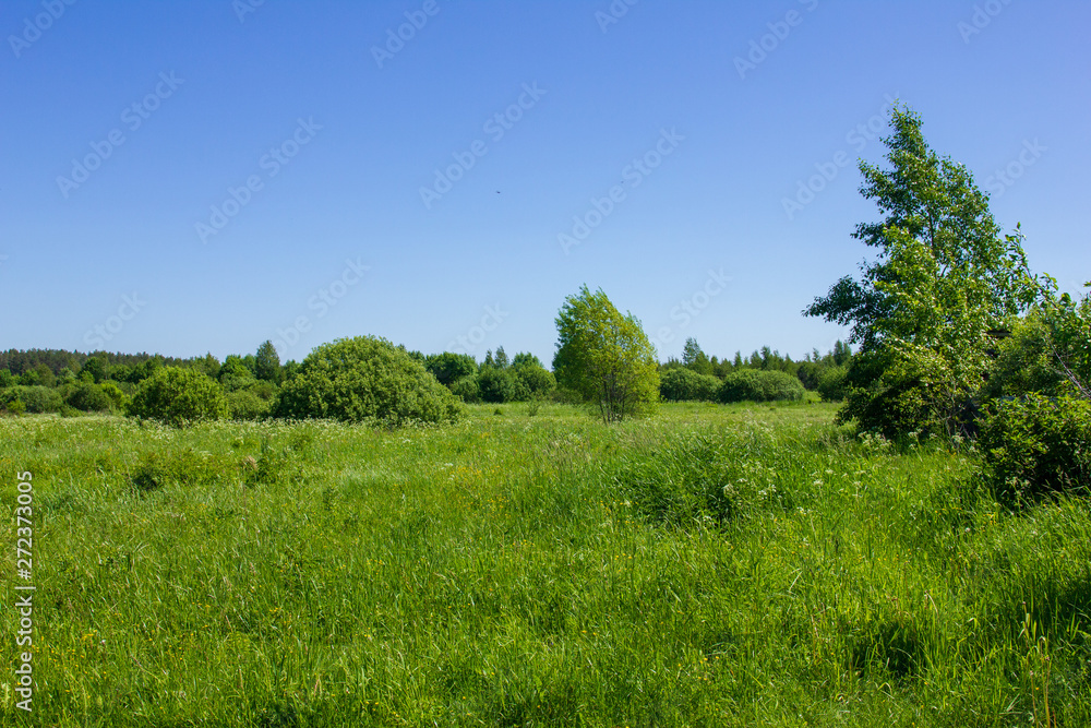 tree in a field tree in a field