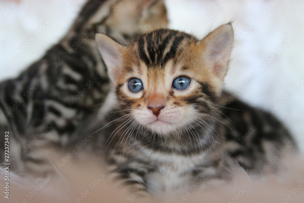 cat on a white background