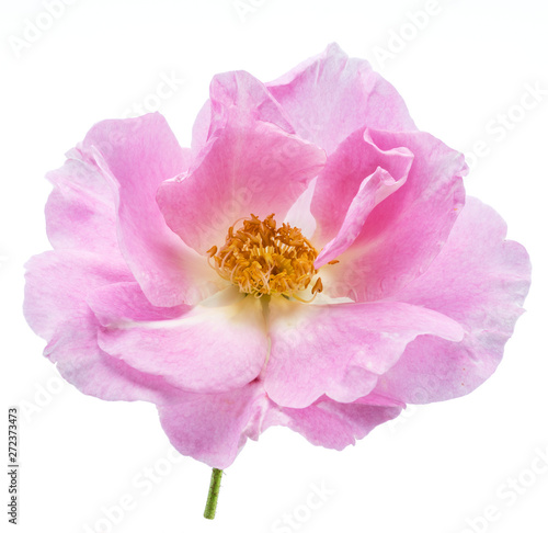 Beautiful flower of rosehip or wild rose. File contains clipping path.