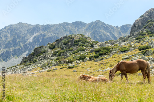 two horses eating grass in the mountains