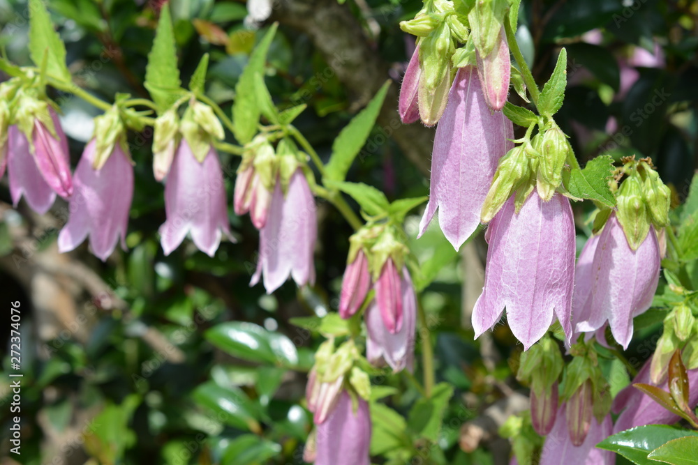 季節の花 ホタルブクロ ピンクの花 薄紫 可憐で丈夫 増える 家庭園芸 ガーデニングイメージ素材 Stock 写真 Adobe Stock