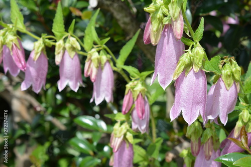 季節の花 ホタルブクロ ピンクの花 薄紫 可憐で丈夫 増える 家庭園芸 ガーデニングイメージ素材 Stock 写真 Adobe Stock 季節の花 ホタルブクロ ピンクの花 薄紫 可憐で丈夫 増える 家庭園芸 ガーデニングイメージ素材 Stock 写真 Adobe Stock