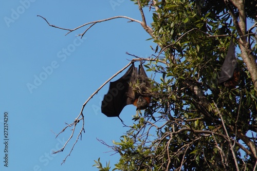 Huge bat spotted in a tree of Sydney centre park – ready to fly 