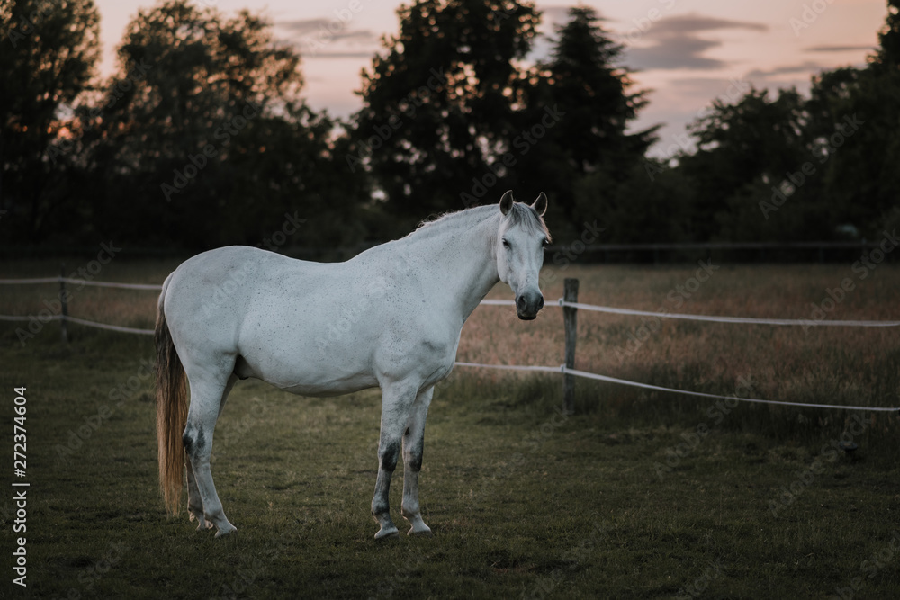 spanisches Pferd,Schimmel aus Andalusien auf Koppel, Pferdekoppel, Weide, Wiese im Abendlicht spanisches Pferd,Schimmel aus Andalusien auf Koppel, Pferdekoppel, Weide, Wiese im Abendlicht