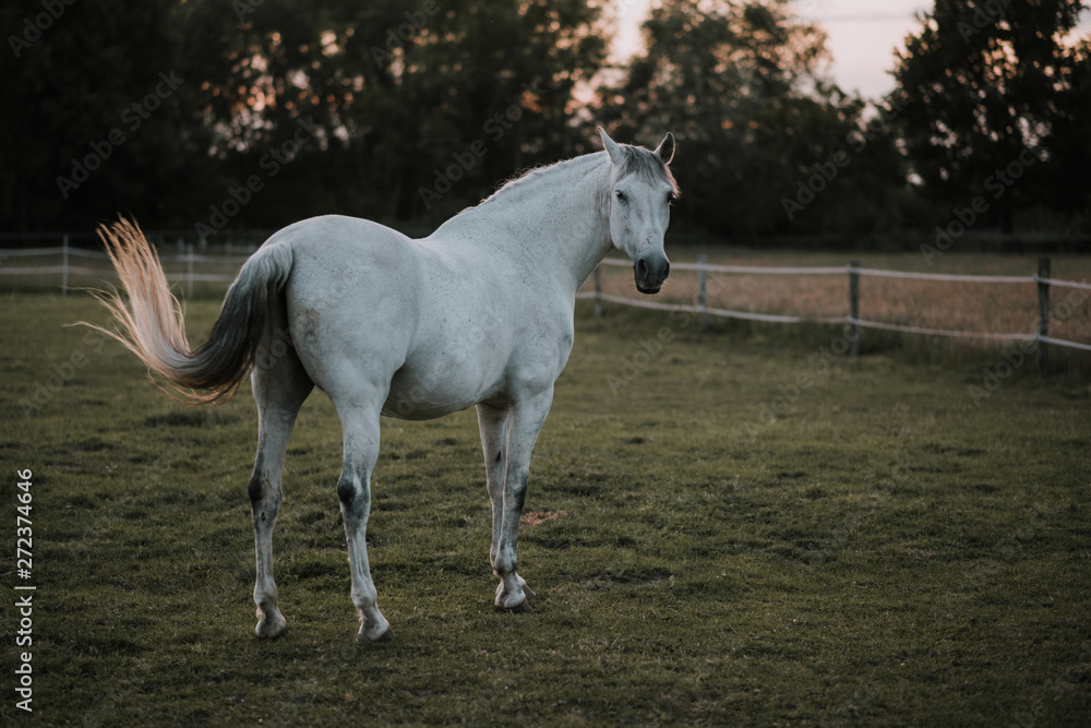 spanisches Pferd,Schimmel aus Andalusien auf Koppel, Pferdekoppel, Weide, Wiese im Abendlicht spanisches Pferd,Schimmel aus Andalusien auf Koppel, Pferdekoppel, Weide, Wiese im Abendlicht
