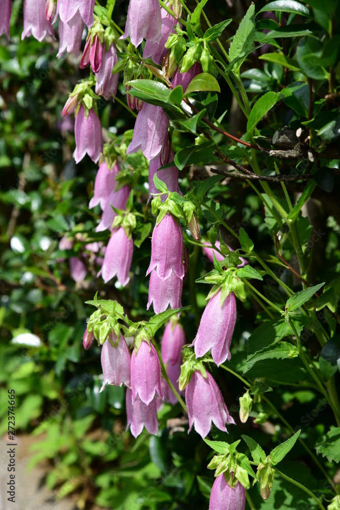 季節の花 ホタルブクロ ピンクの花 薄紫 可憐で丈夫 増える 家庭園芸 ガーデニングイメージ素材 Stock 写真 Adobe Stock