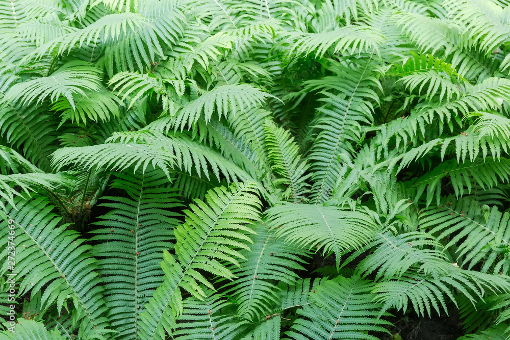 Background of the fern thickets close-up Background of the fern thickets close-up