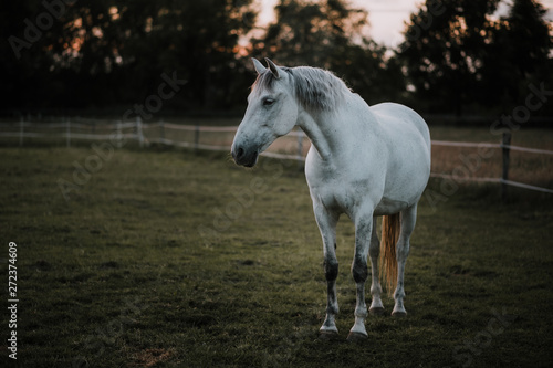 spanisches Pferd Schimmel aus Andalusien auf Koppel  Pferdekoppel  Weide  Wiese im Abendlicht