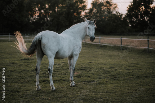 spanisches Pferd,Schimmel aus Andalusien auf Koppel, Pferdekoppel, Weide, Wiese im Abendlicht photo