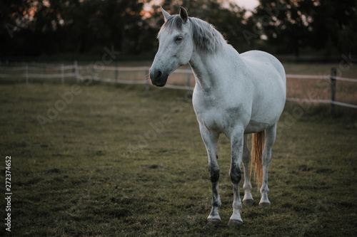 spanisches Pferd Schimmel aus Andalusien auf Koppel  Pferdekoppel  Weide  Wiese im Abendlicht