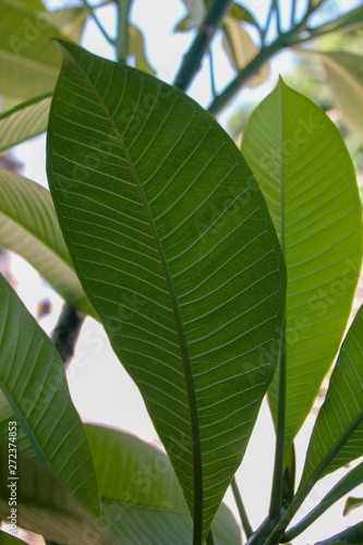 green leaves in the garden